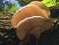 Nyári laskagomba (Pleurotus pulmonarius), Vértes